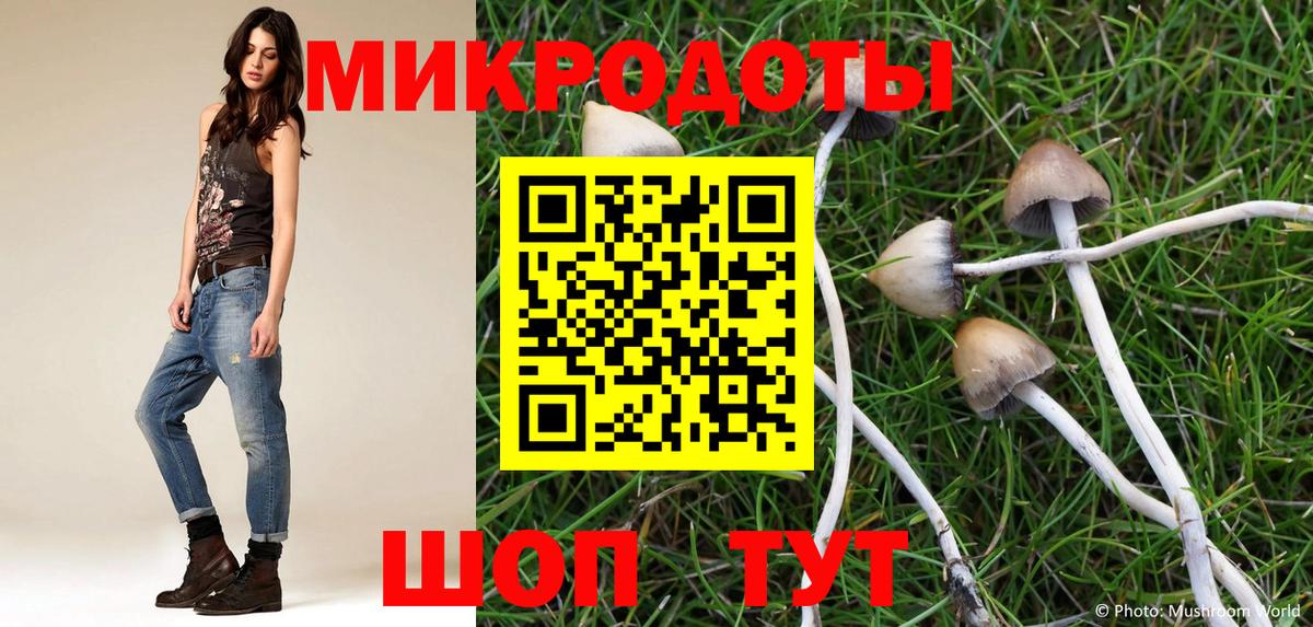 Галлюциногенные грибы Psilocybe Асино